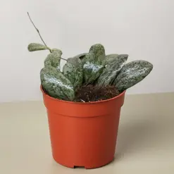 Hoya Sigillatis Round houseplant