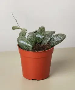 Hoya Sigillatis Round houseplant