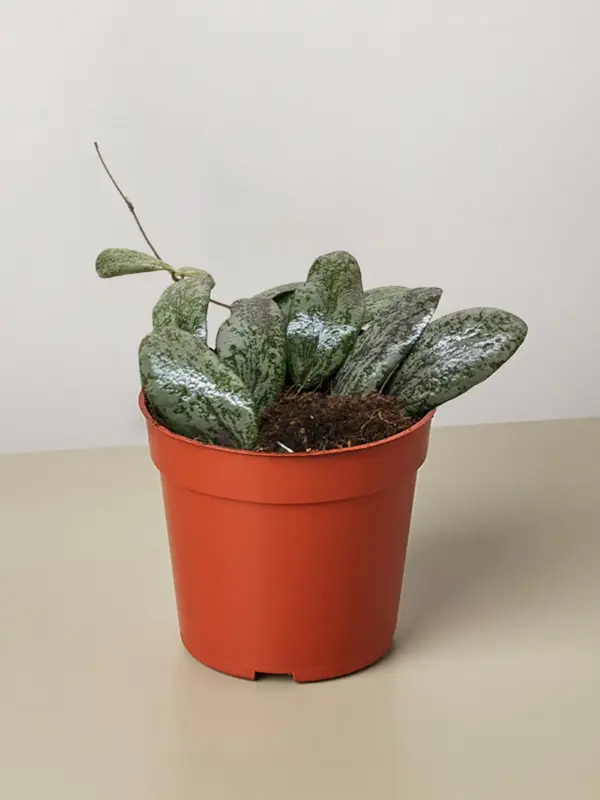 Hoya Sigillatis Round houseplant