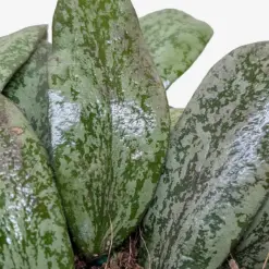 Hoya Sigillatis Round — additional view