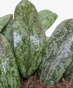Hoya Sigillatis Round — additional view