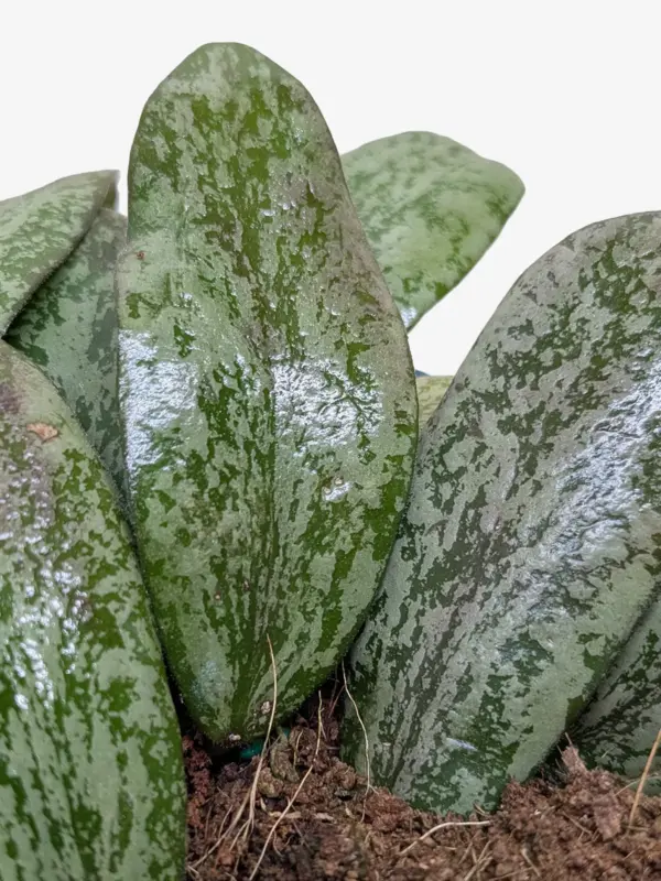 Hoya Sigillatis Round — additional view