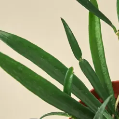 Hoya 'String Bean' — additional view