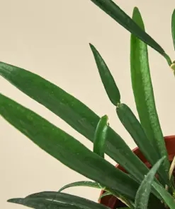 Hoya 'String Bean' — additional view