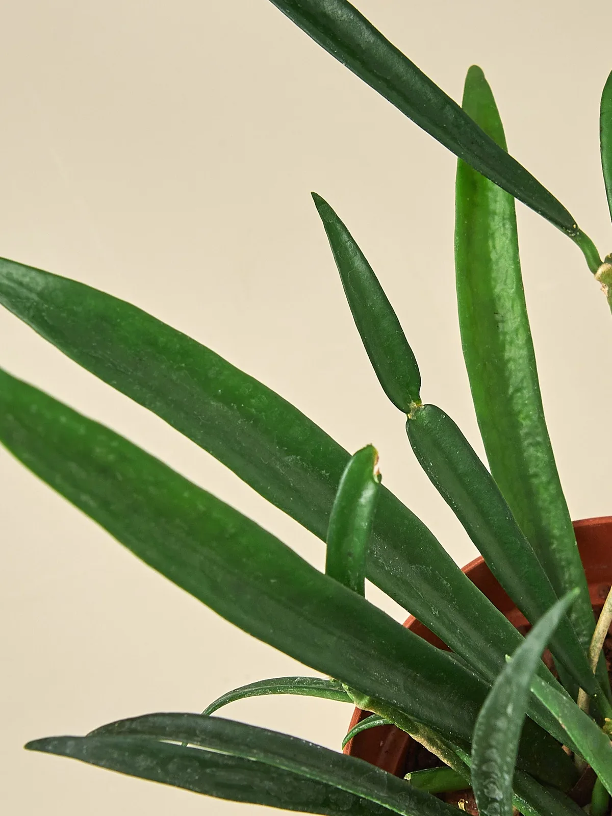 Hoya 