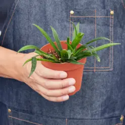 Hoya 'String Bean' — additional view