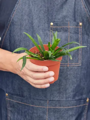 Hoya 'String Bean' — additional view