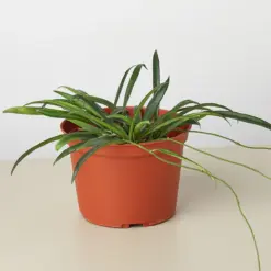 Hoya 'String Bean' — additional view