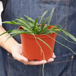 Hoya 'String Bean' — additional view