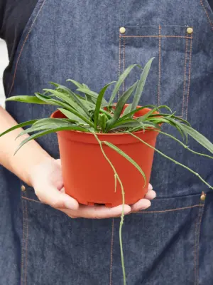 Hoya 'String Bean' — additional view