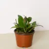 Hoya 'Sunrise' houseplant