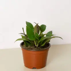 Hoya 'Sunrise' houseplant