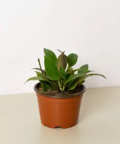 Hoya 'Sunrise' houseplant