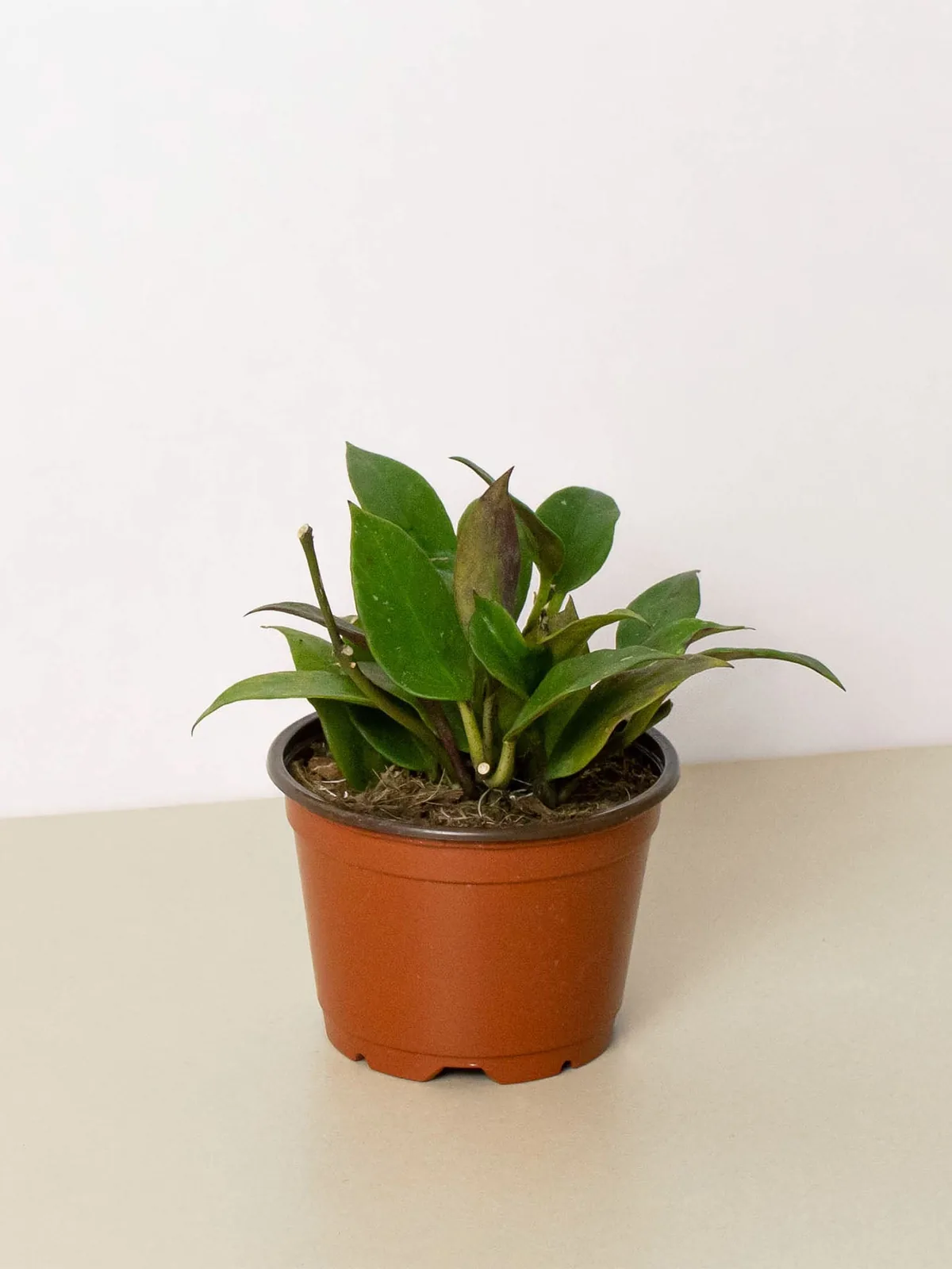 Hoya 