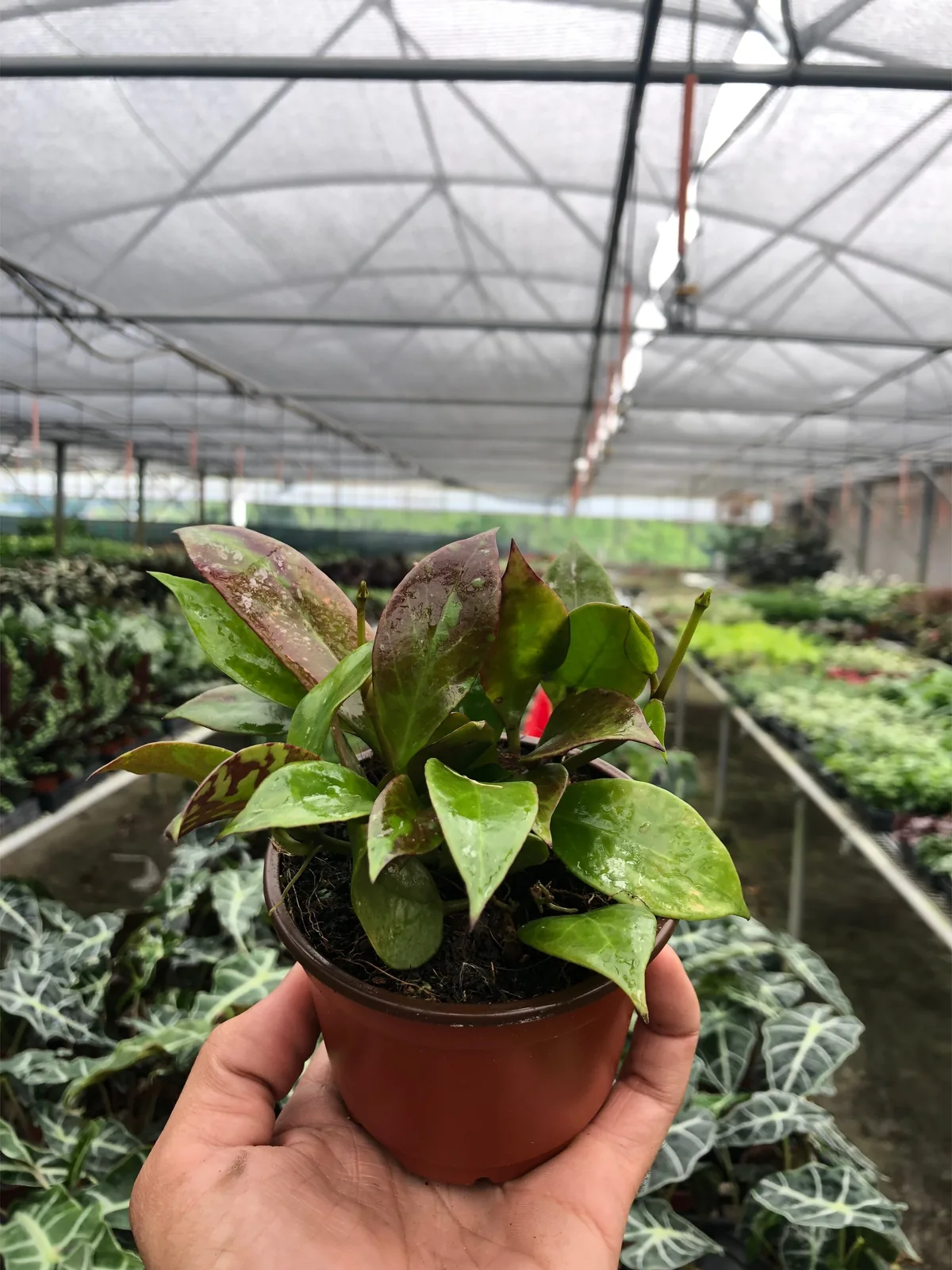 Hoya 
