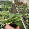 Hoya Carnosa 'Tricolor' houseplant