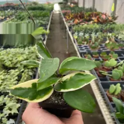 Hoya Carnosa 'Tricolor' houseplant