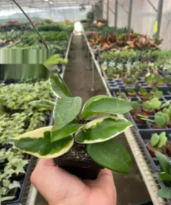 Hoya Carnosa 'Tricolor' houseplant