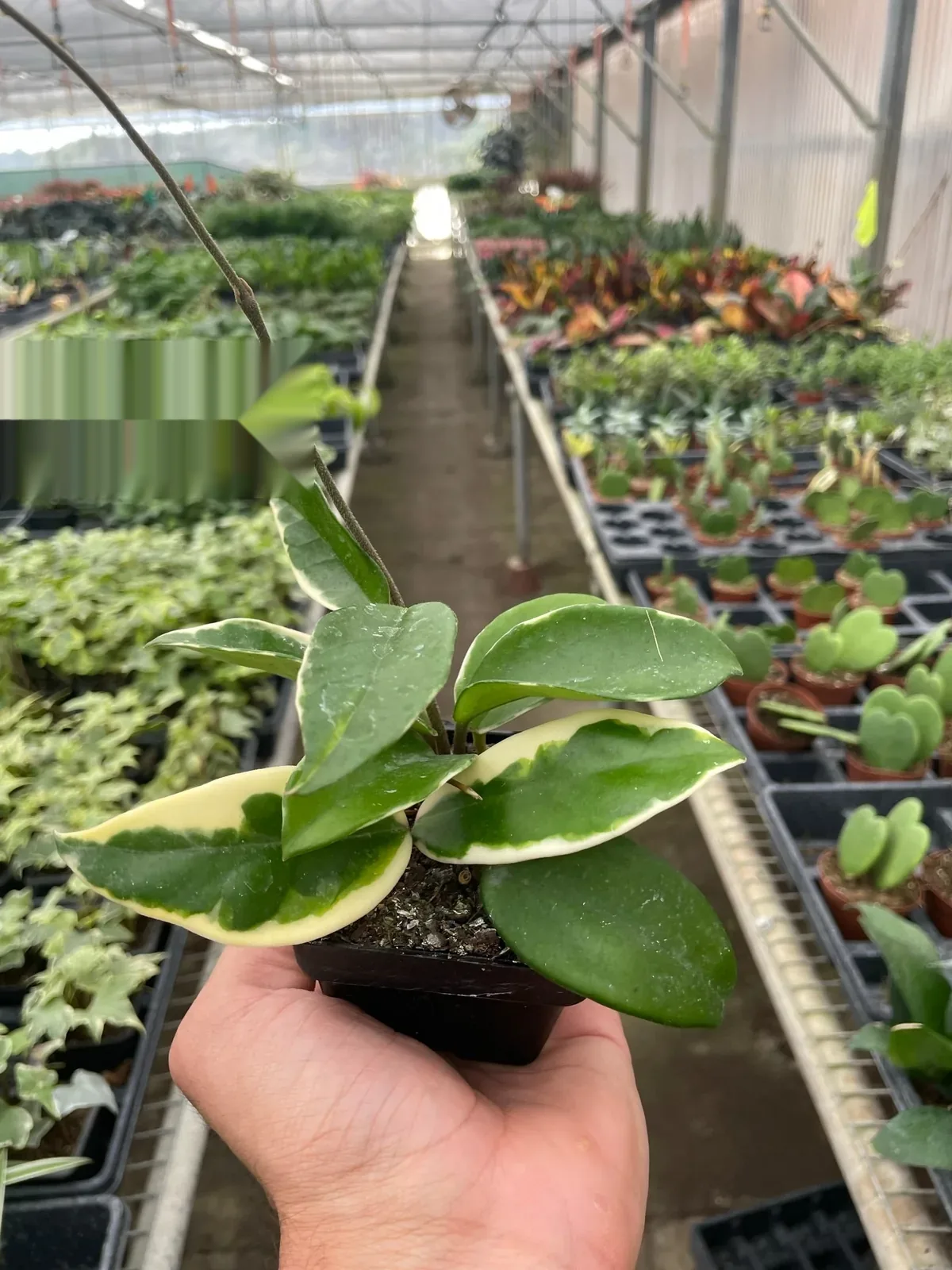 Hoya Carnosa 