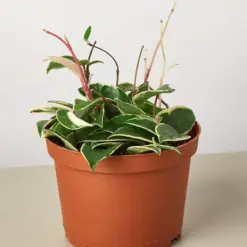 Hoya Carnosa 'Tricolor' — additional view