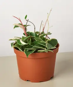 Hoya Carnosa 'Tricolor' — additional view