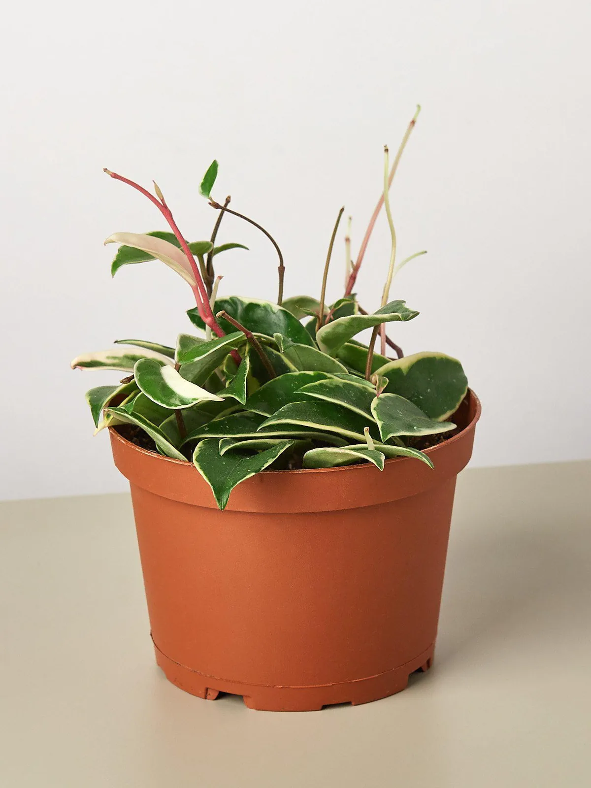 Hoya Carnosa 
