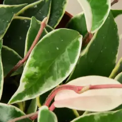 Hoya Carnosa 'Tricolor' — leaf detail close-up