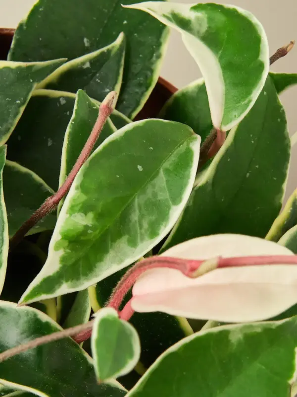 Hoya Carnosa 'Tricolor' — leaf detail close-up
