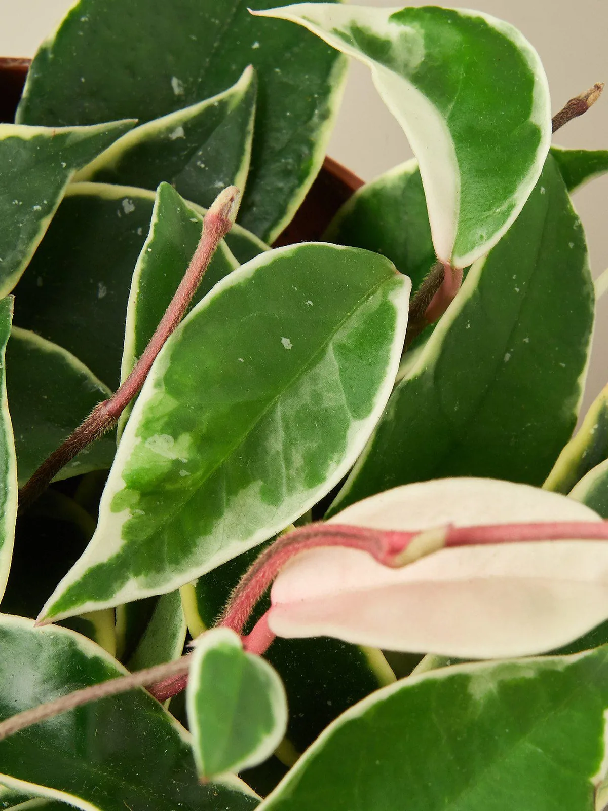 Hoya Carnosa 