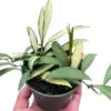 Hoya Wayetii Variegated houseplant