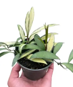 Hoya Wayetii Variegated houseplant