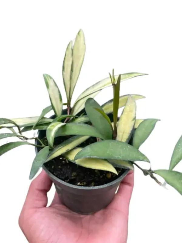 Hoya Wayetii Variegated houseplant