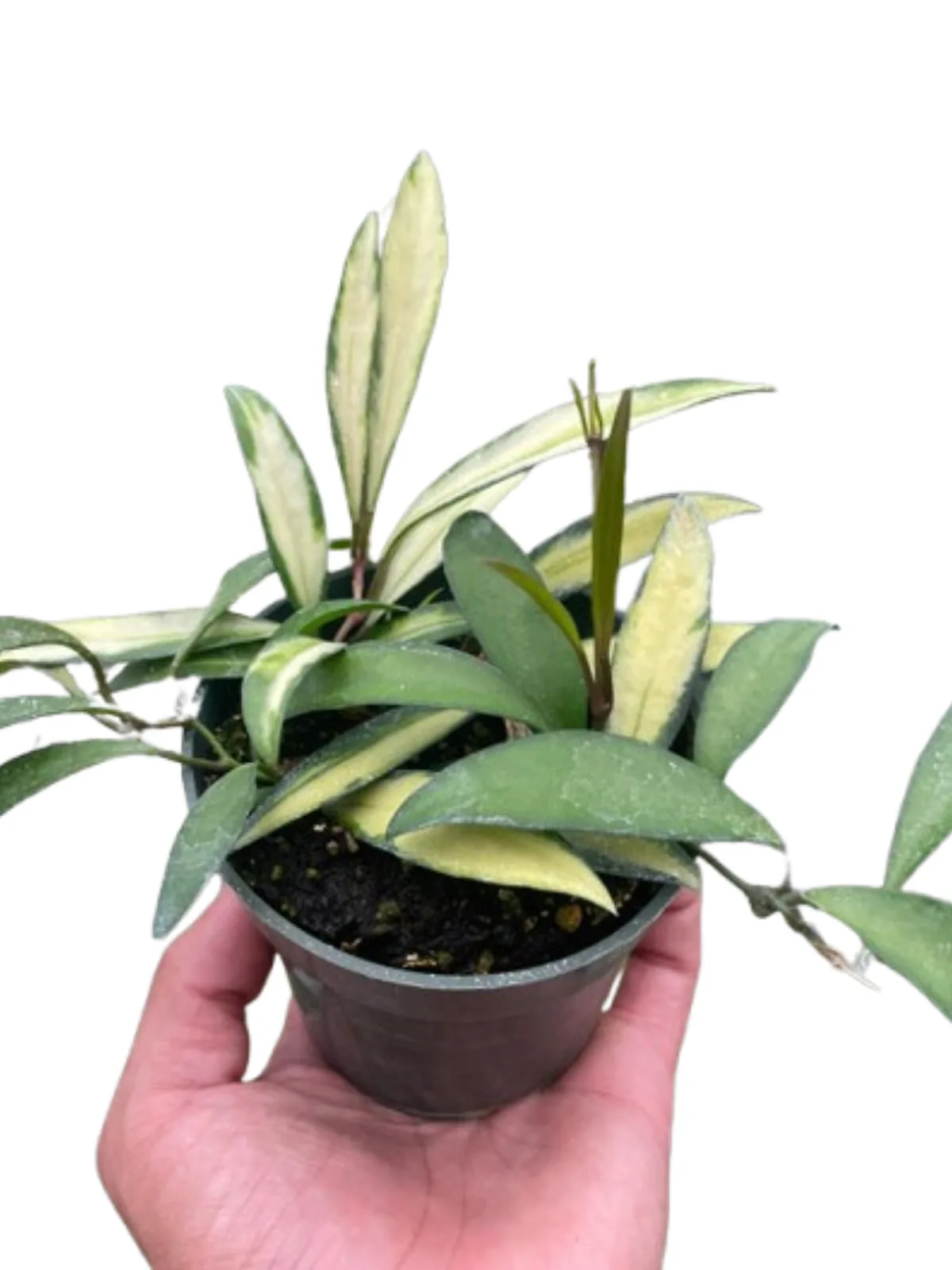 Hoya Wayetii Variegated houseplant