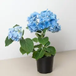 Blue Hydrangea houseplant