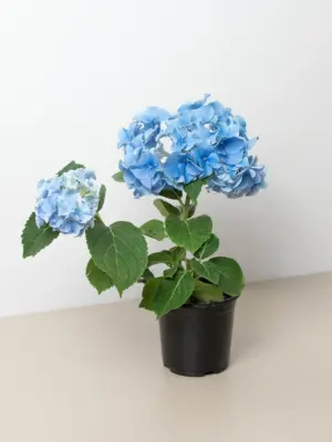 Blue Hydrangea houseplant