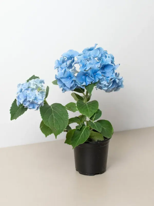 Blue Hydrangea houseplant