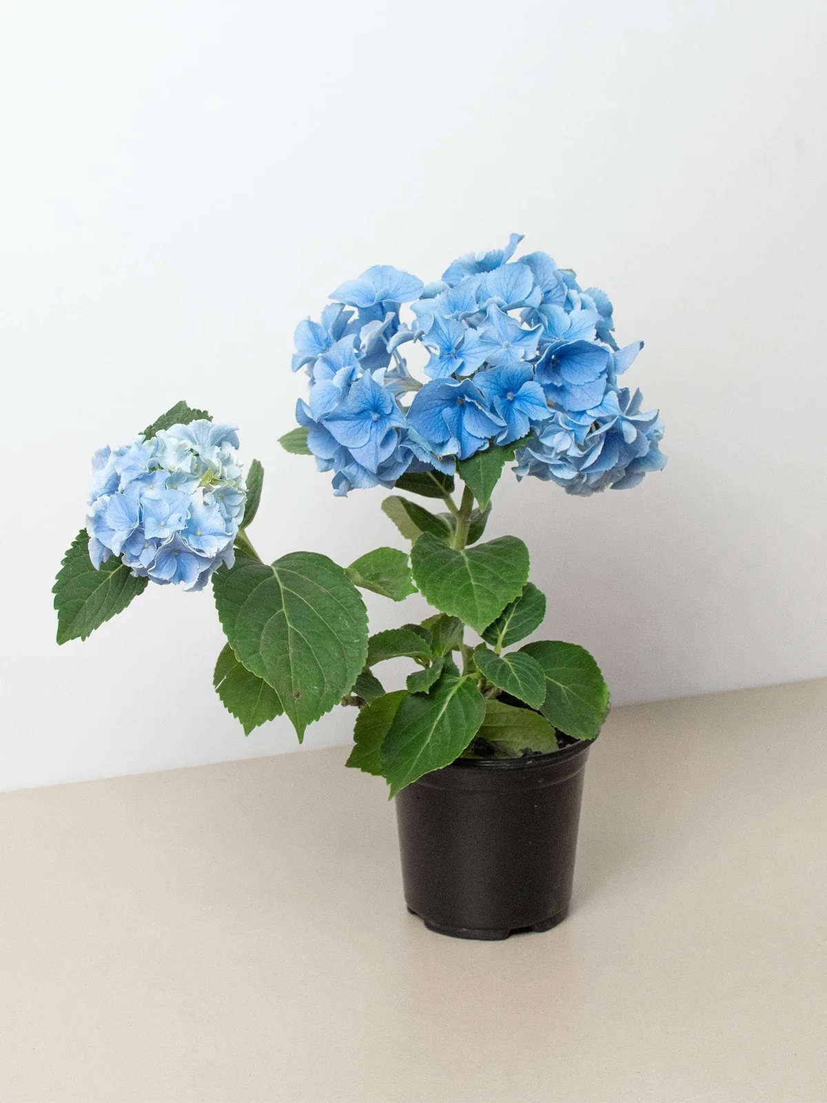 Blue Hydrangea houseplant