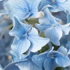 Blue Hydrangea — additional view