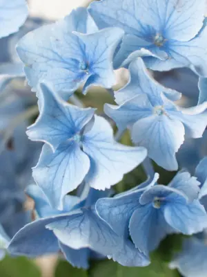 Blue Hydrangea — additional view
