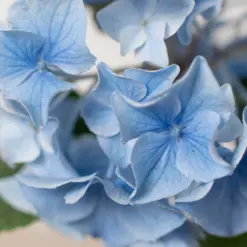 Blue Hydrangea — additional view