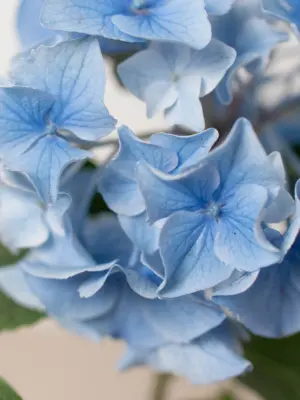 Blue Hydrangea — additional view