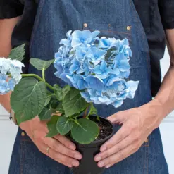 Blue Hydrangea — additional view