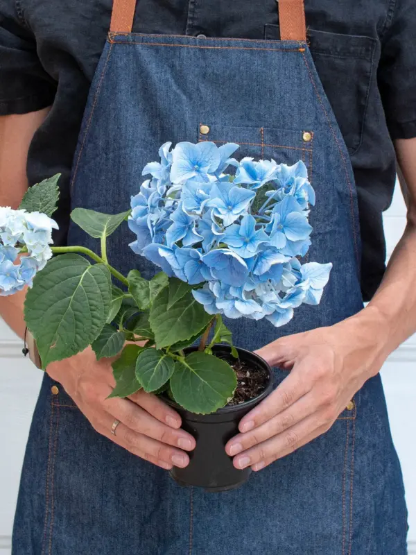 Blue Hydrangea — additional view