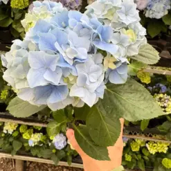 Blue Hydrangea — additional view