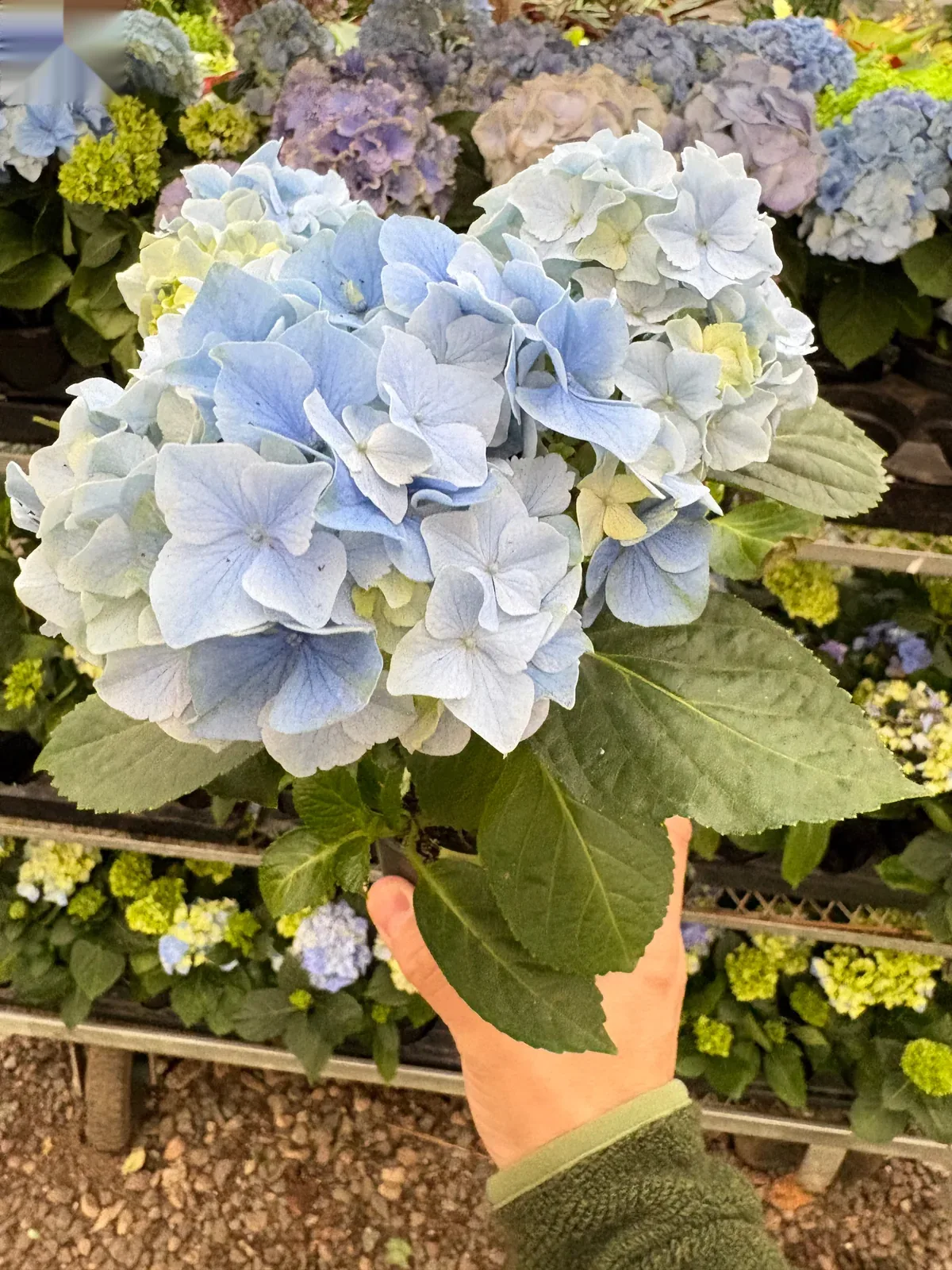Blue Hydrangea — additional view