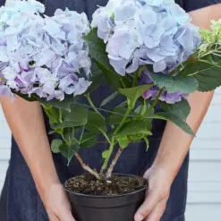 Blue Hydrangea — additional view