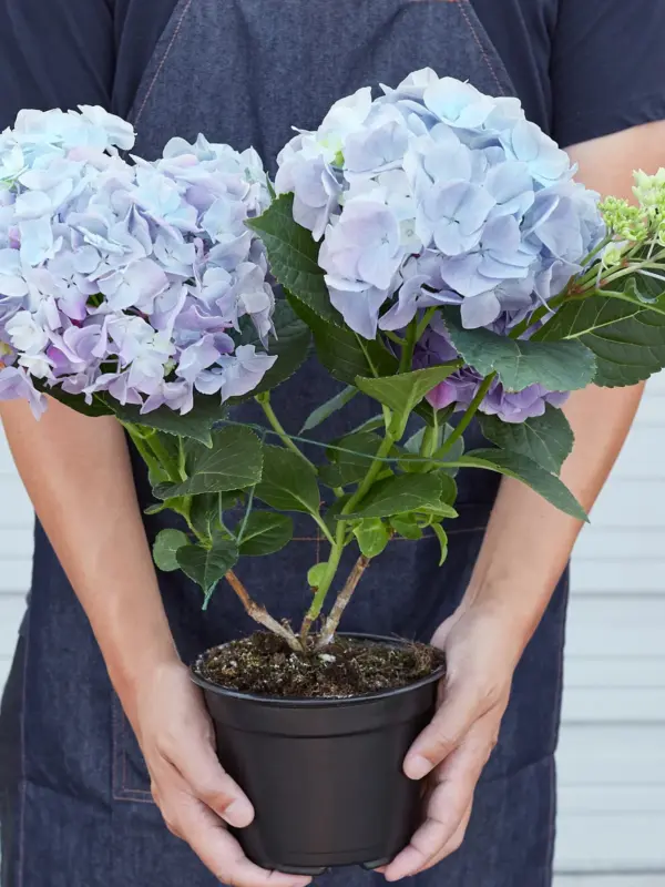 Blue Hydrangea — additional view