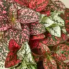Hypoestes 'Polka Dot' Combo houseplant