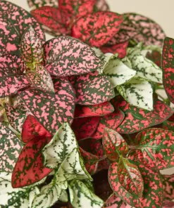 Hypoestes 'Polka Dot' Combo houseplant