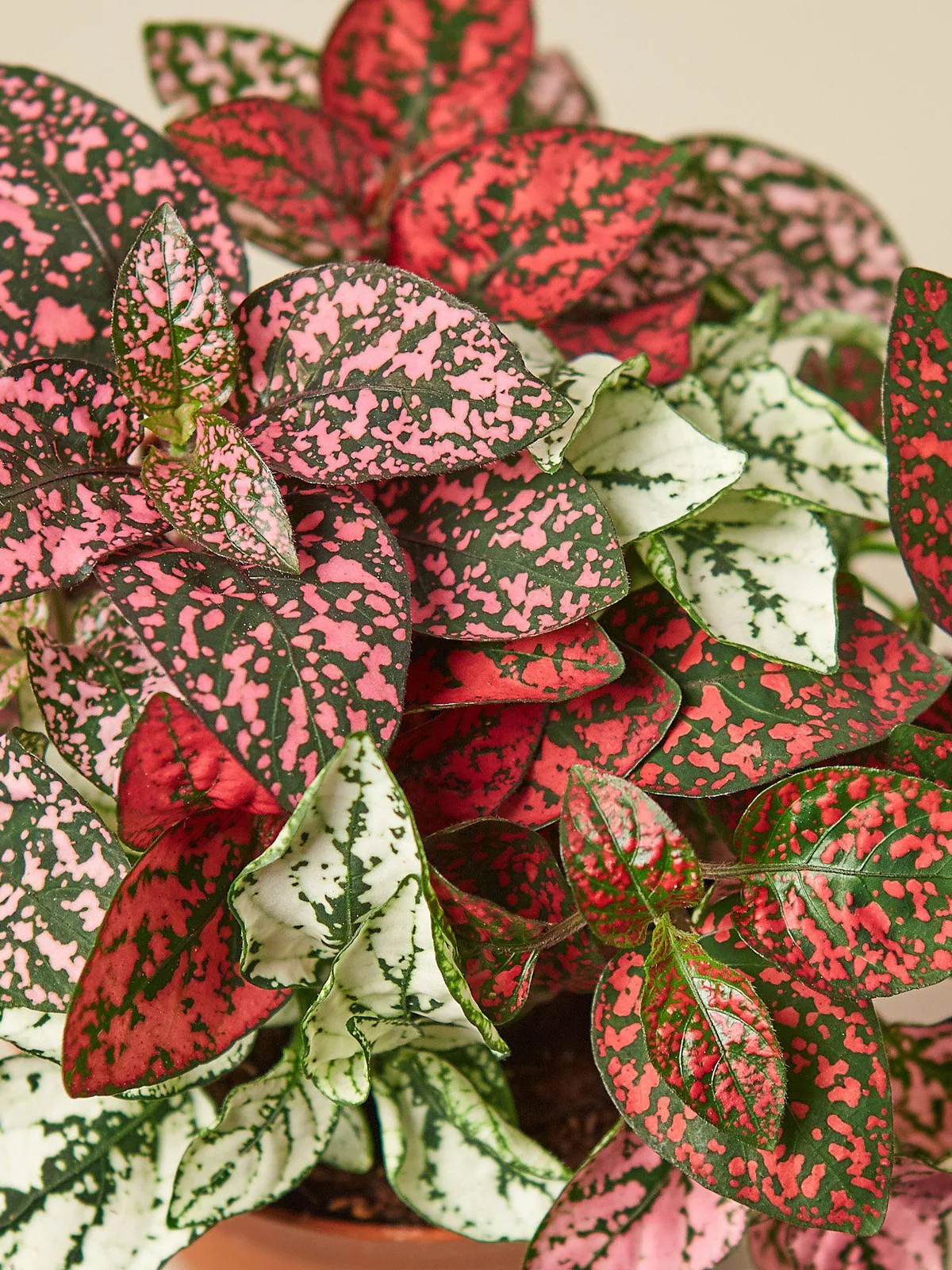 Hypoestes 